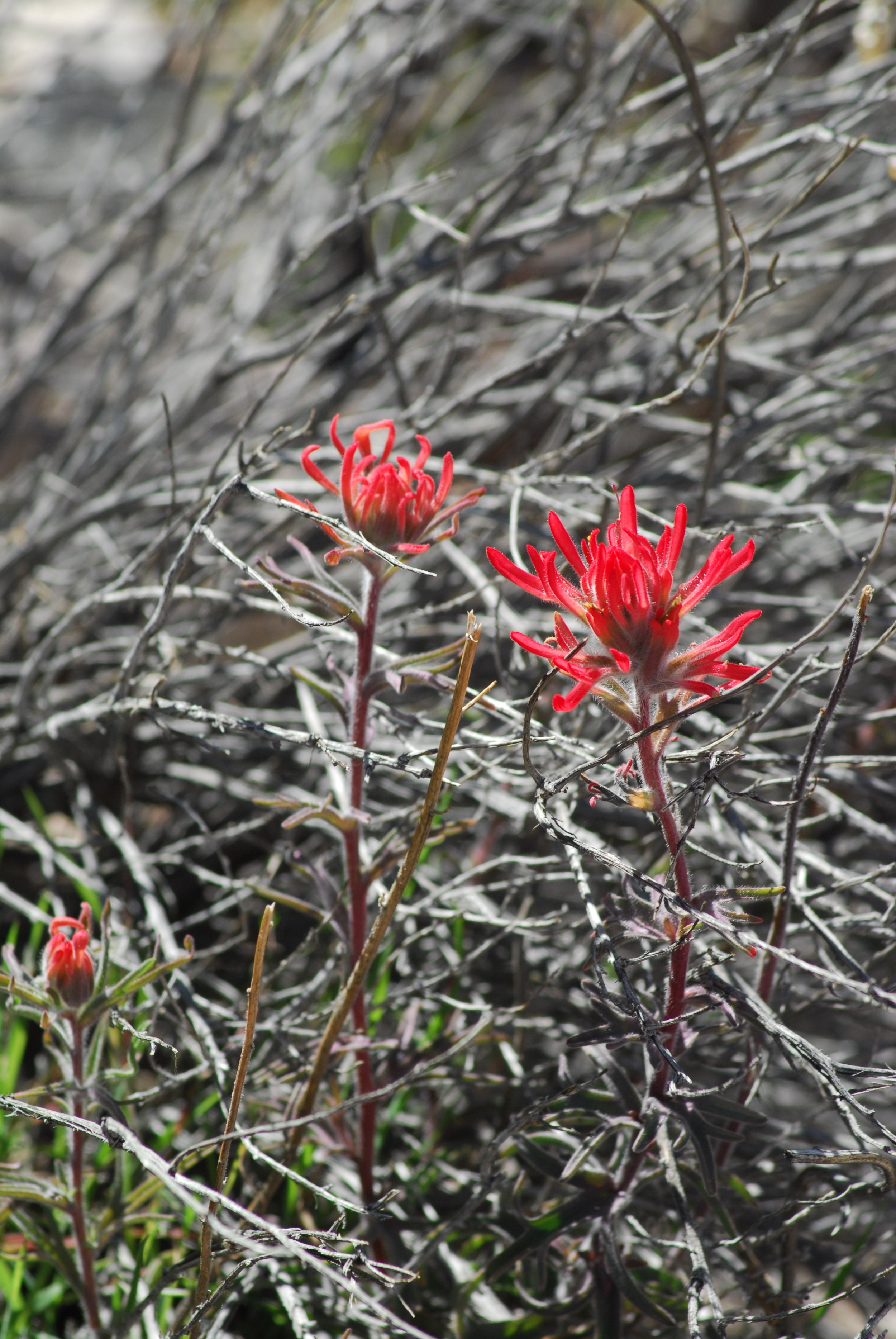   Desert beauty.  