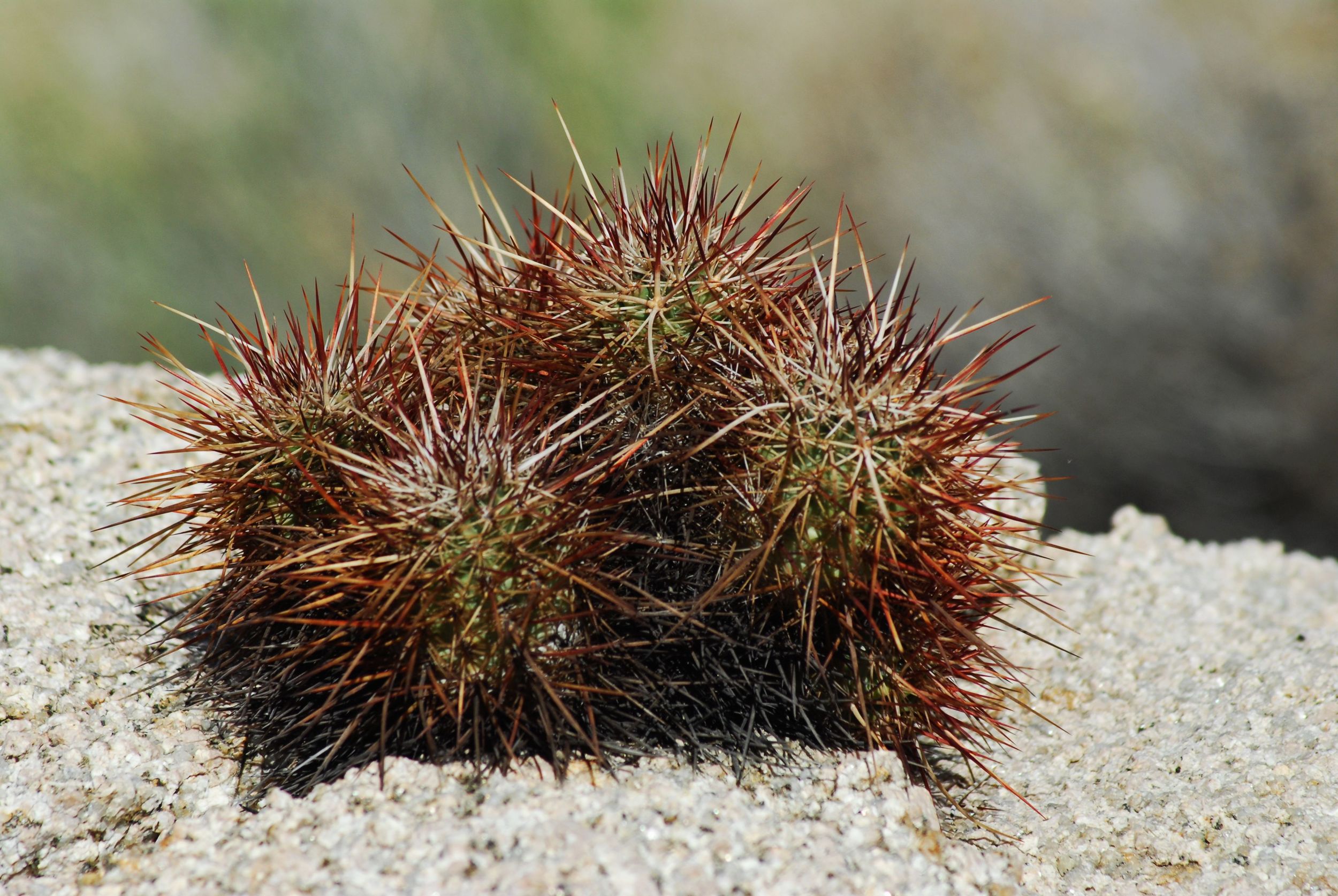   Sometimes things get a little prickly.  