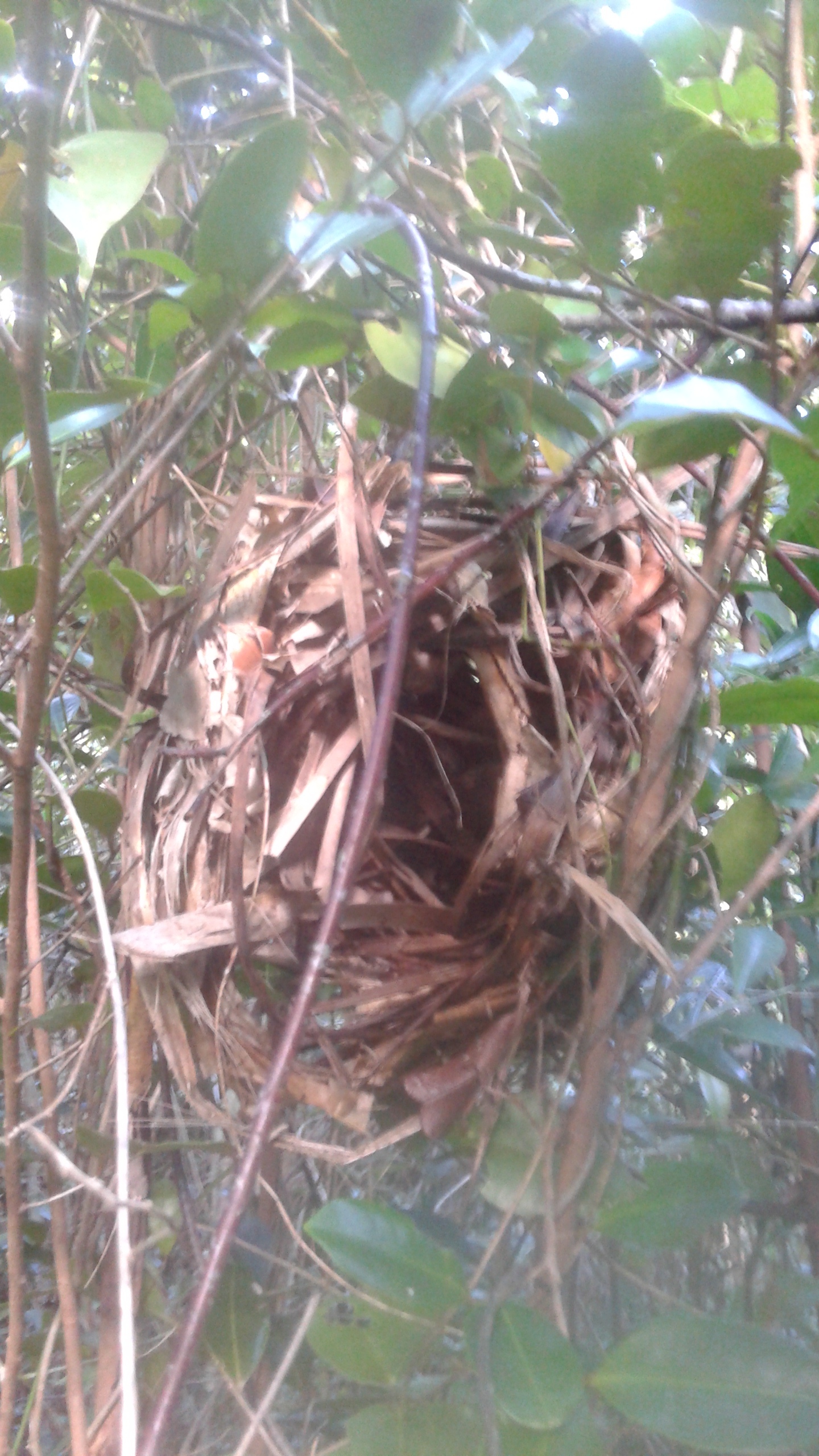 Mouse lemur nest
