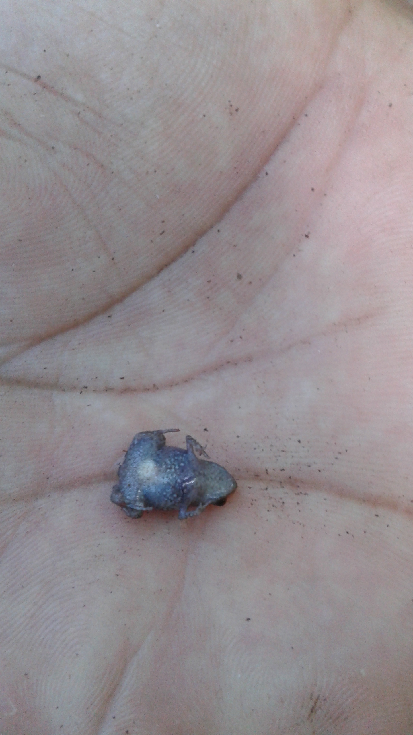 Stump-toed frog