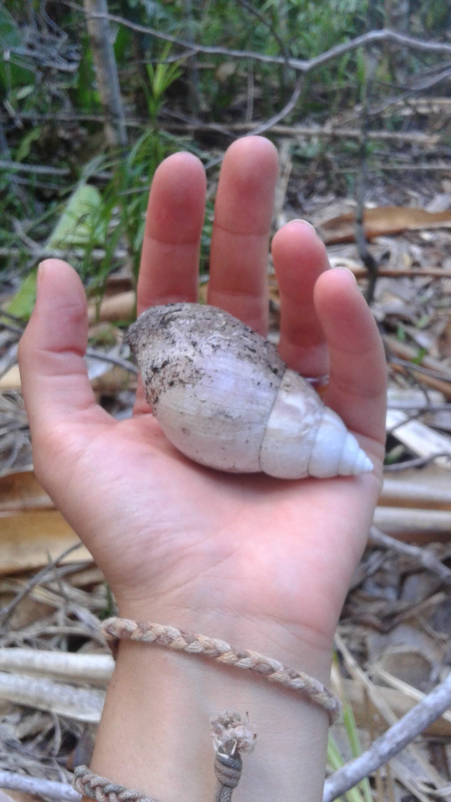 Snails