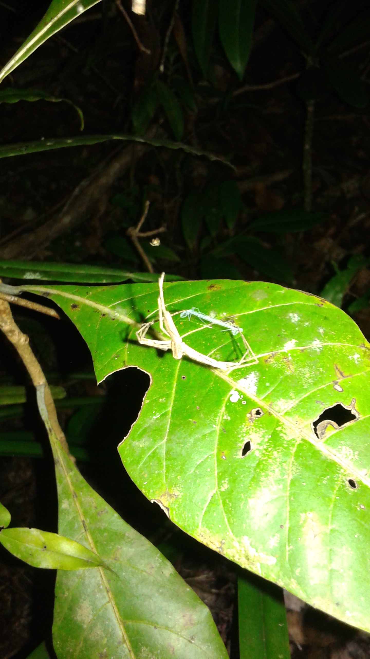 Net-casting spider