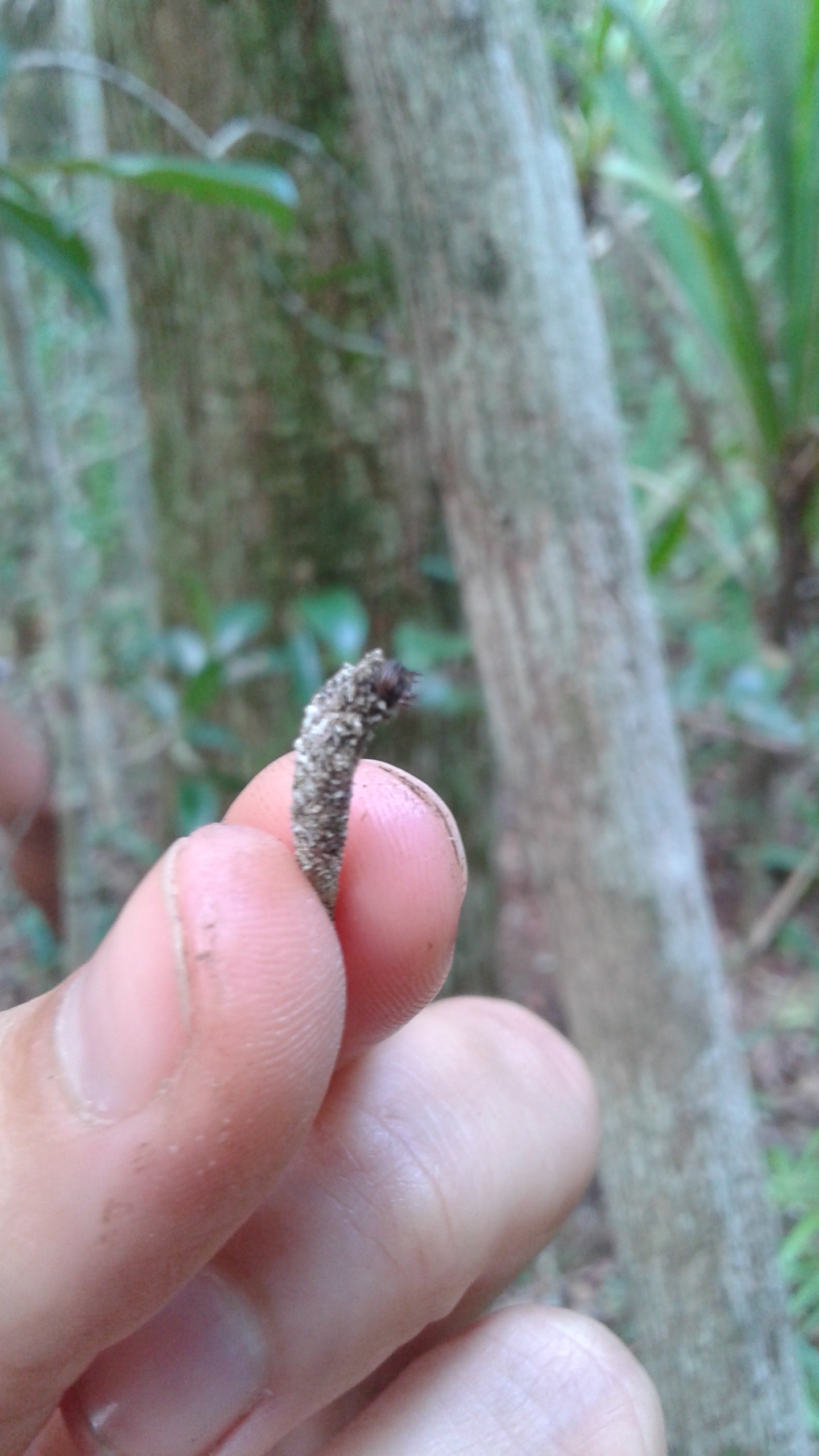 Caterpillar in moss cocoon