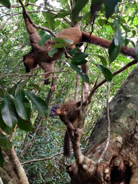 Brown lemurs