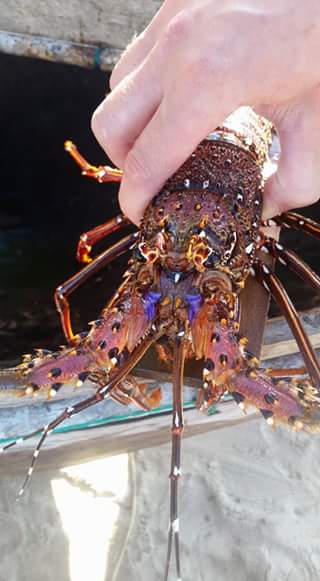 Lobster