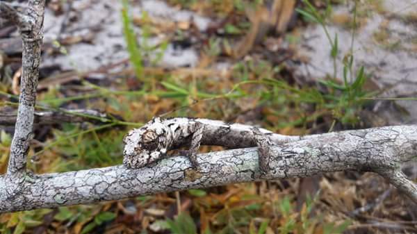 Camouflaged gecko