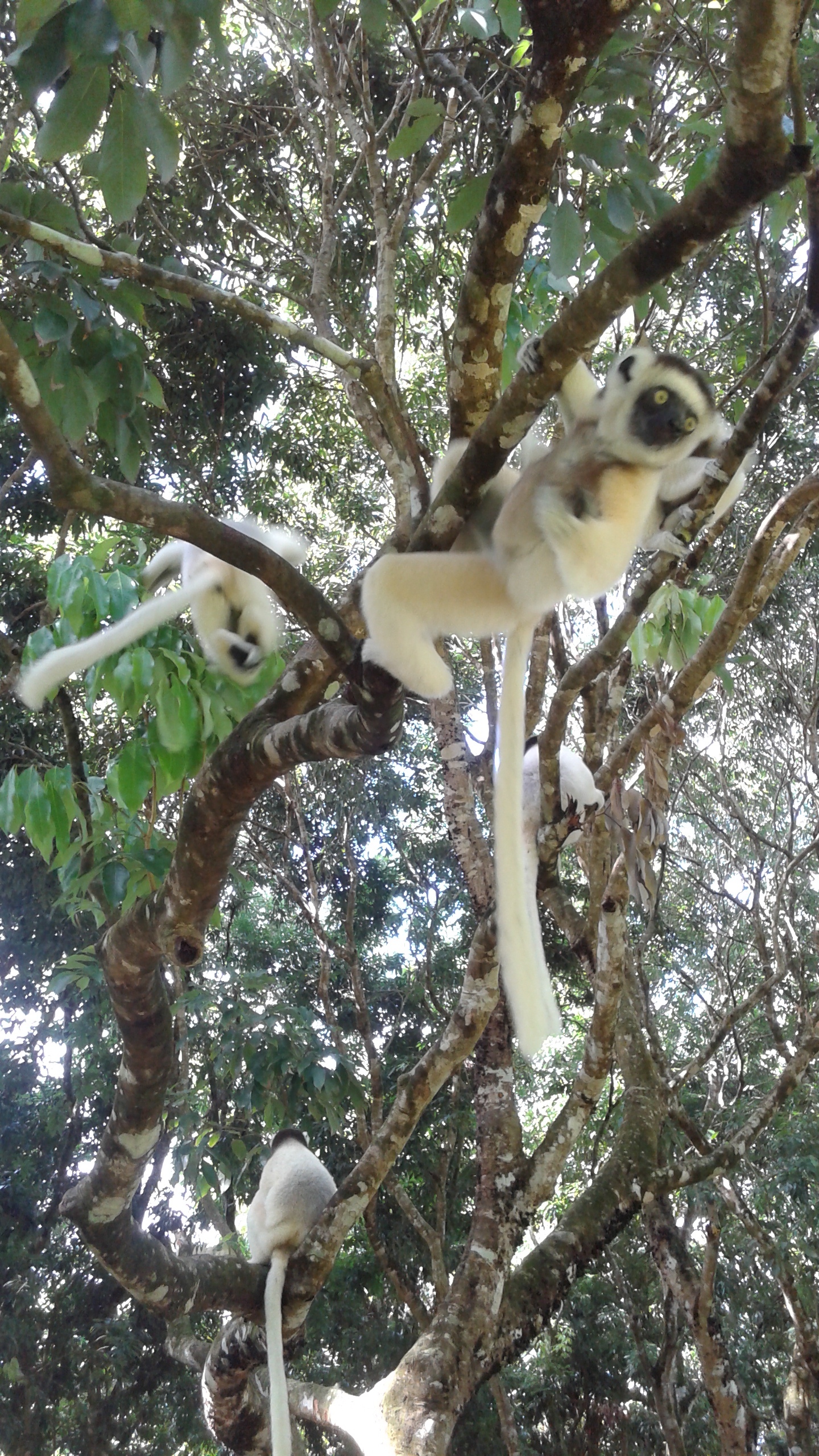 Sifaka lemurs