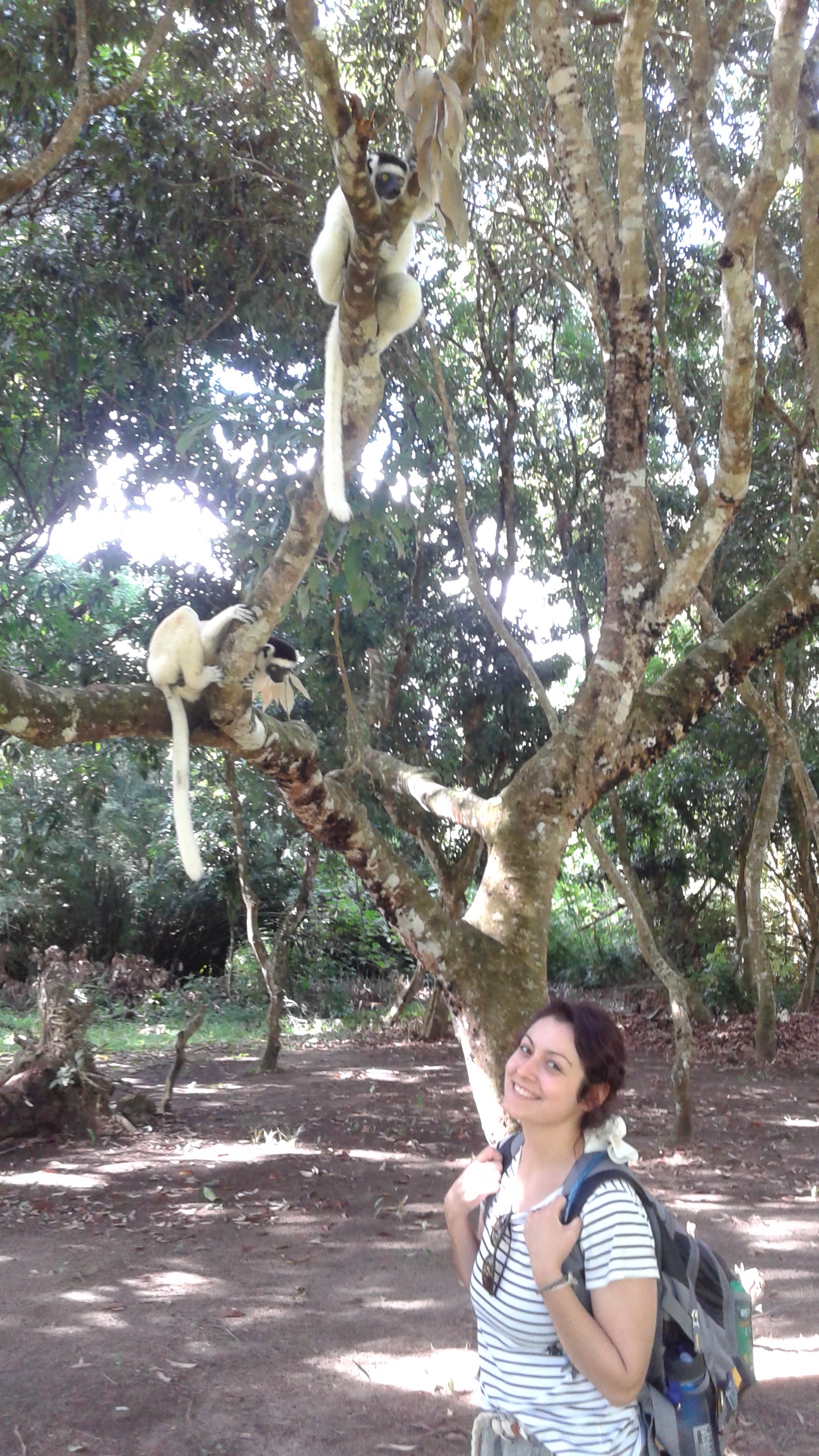 Sifaka lemurs