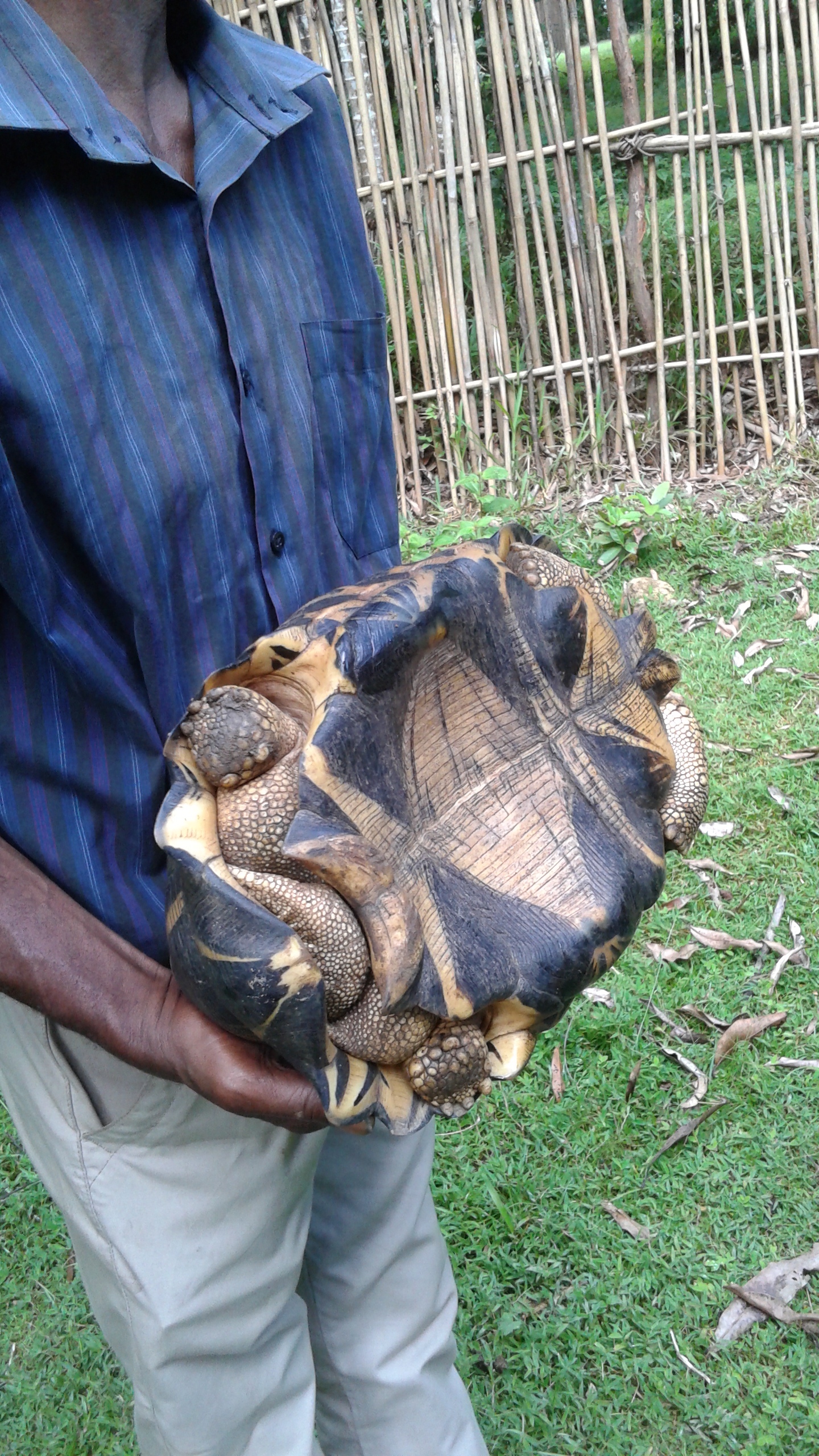 Radiated tortoise