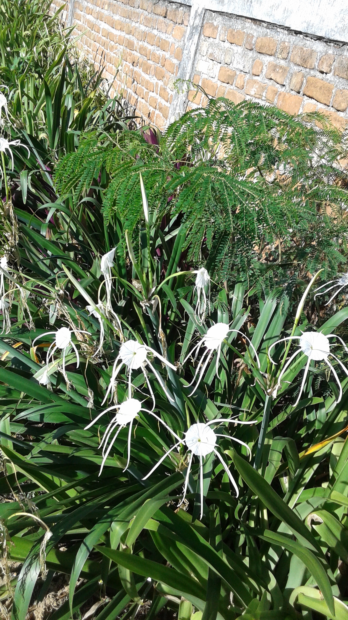 Spider lily