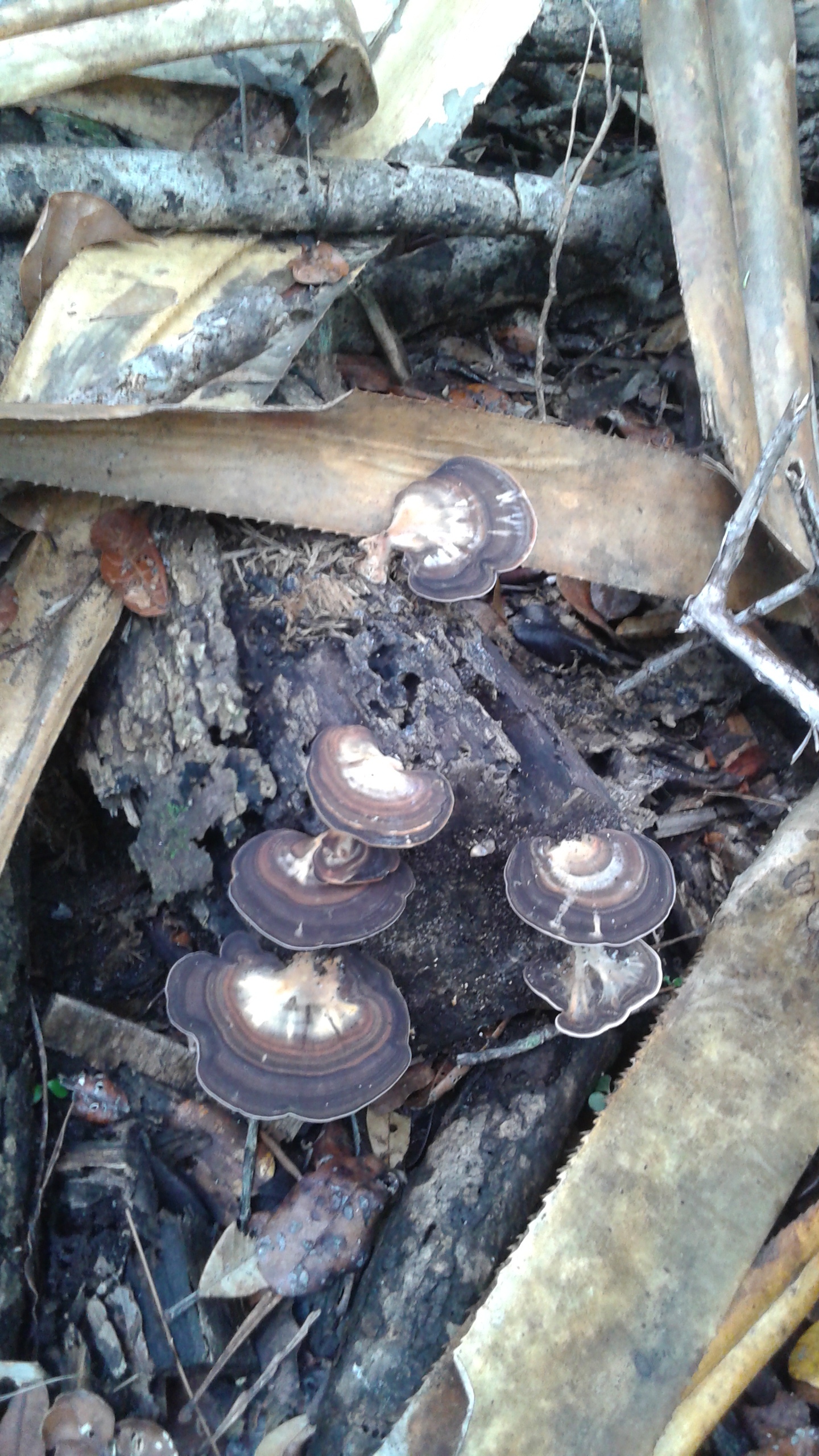Shelf mushrooms