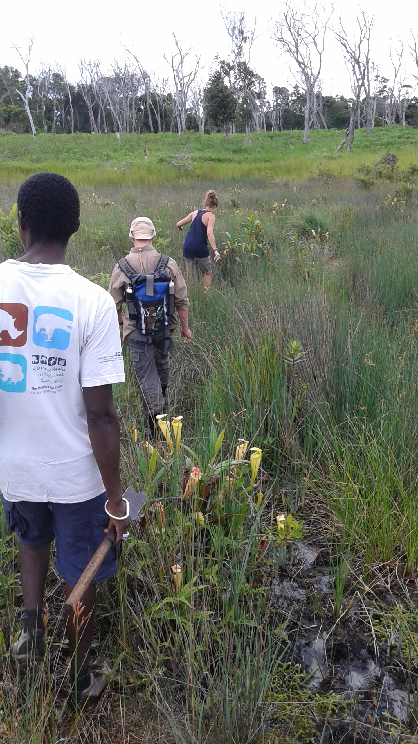Marsh with pitcher plants