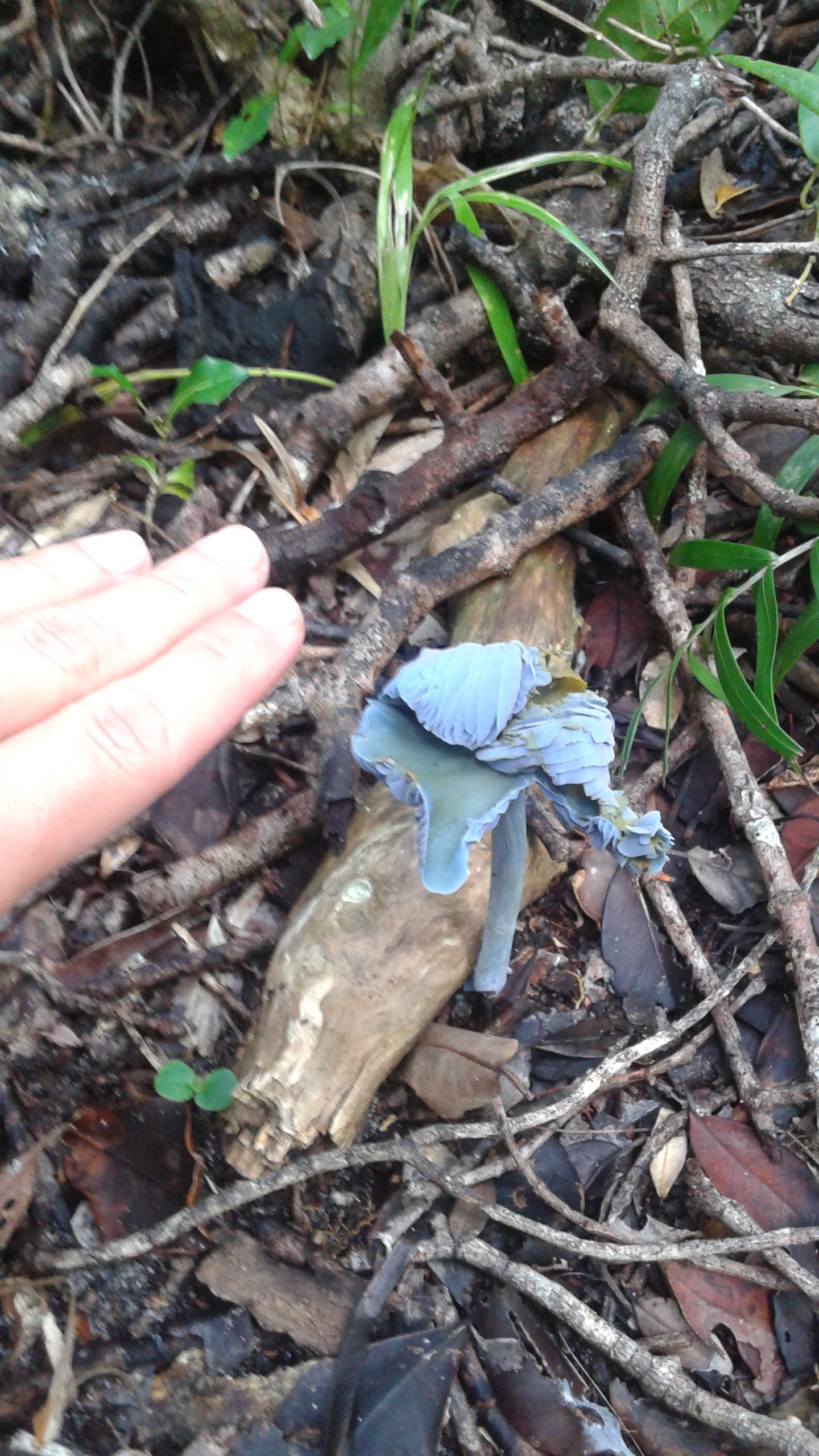Blue mushroom