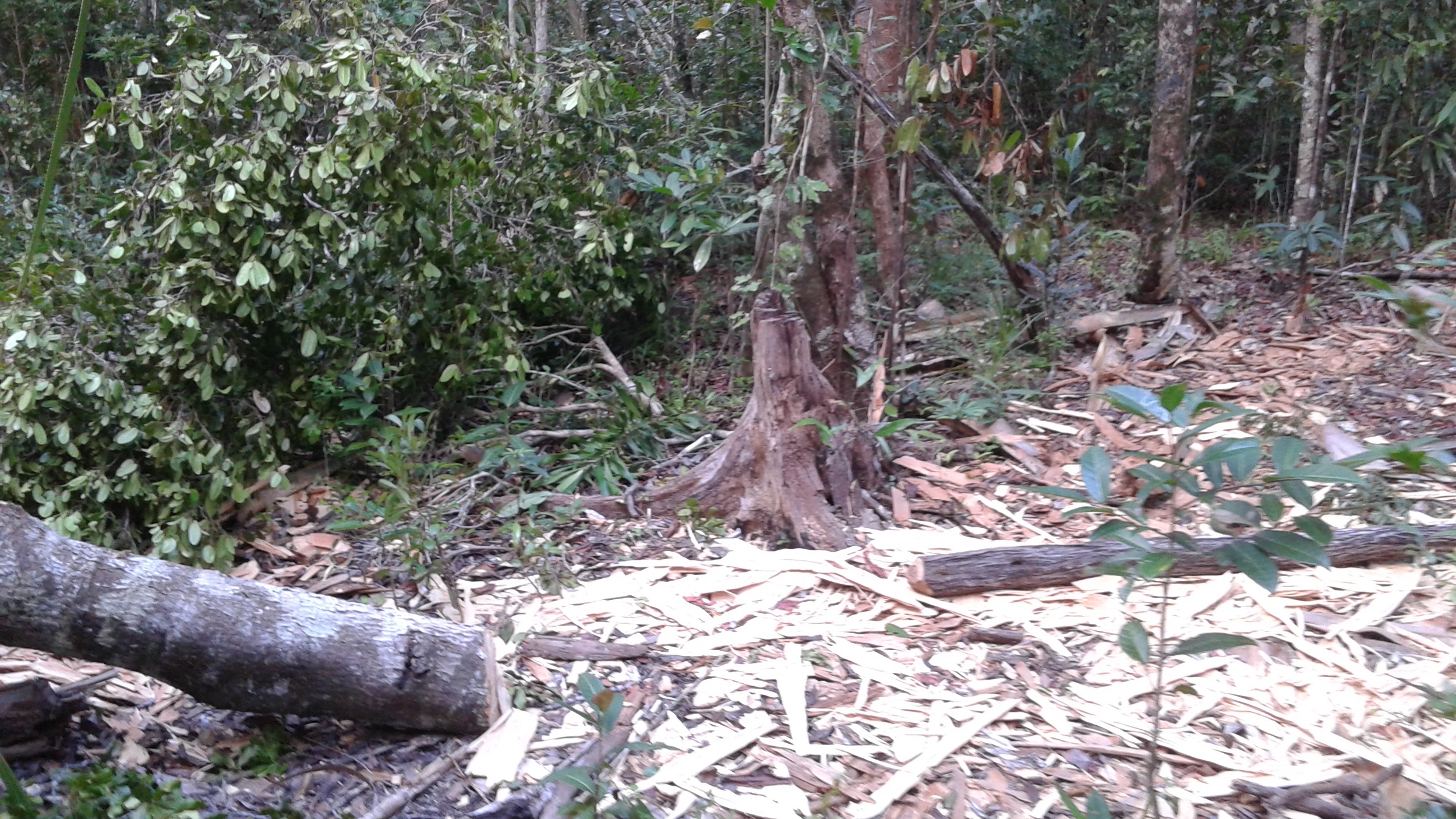 Logged forest