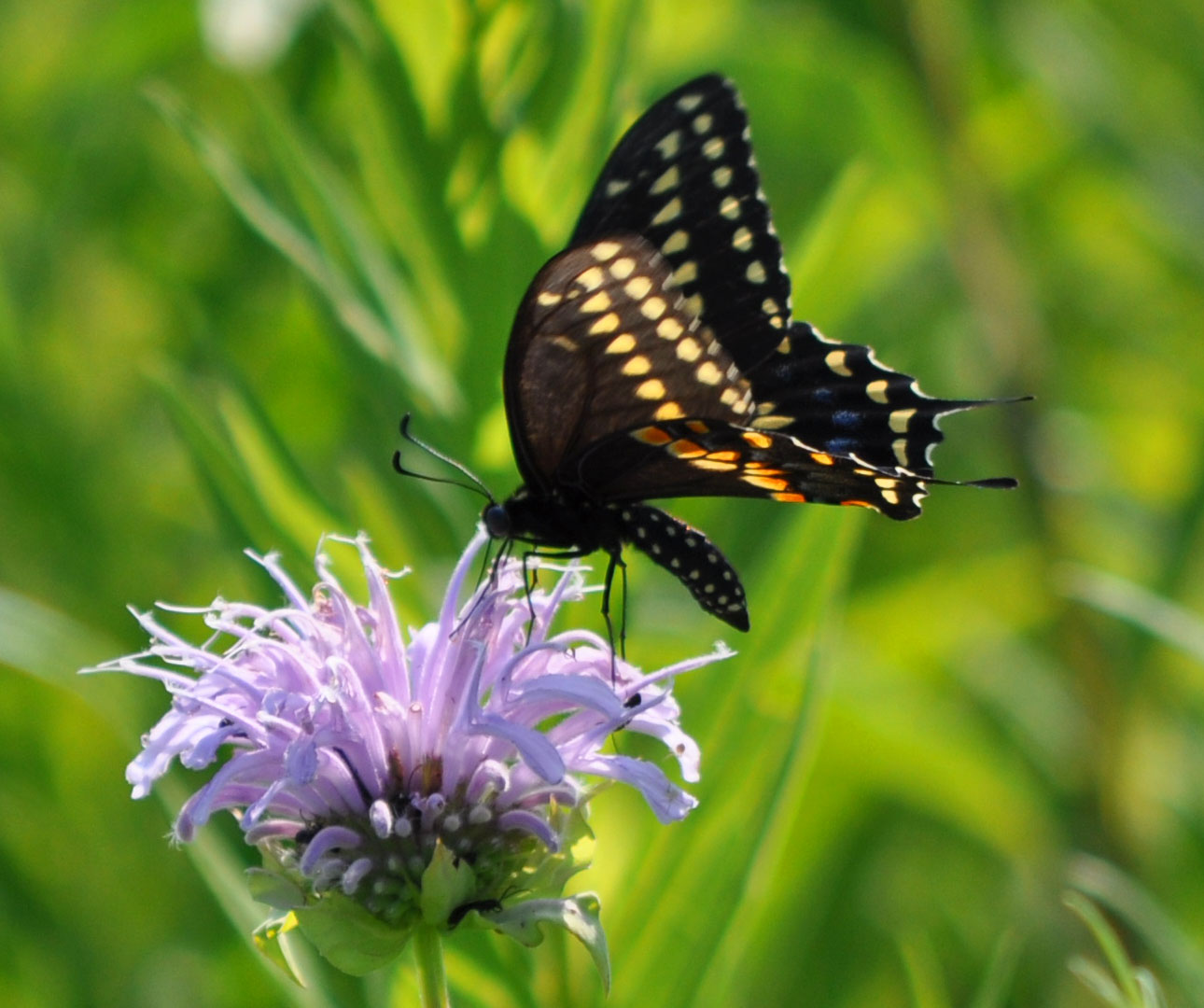 Eastern Black Swallowtail.jpg