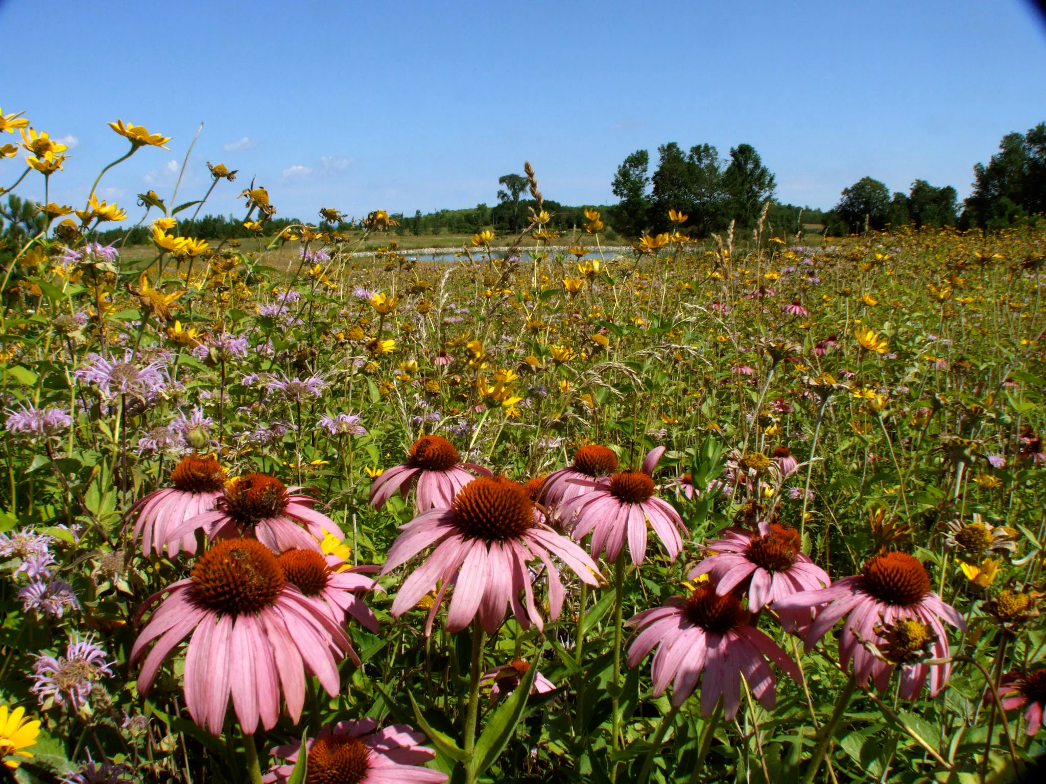 wildflower-prairie-22.jpg