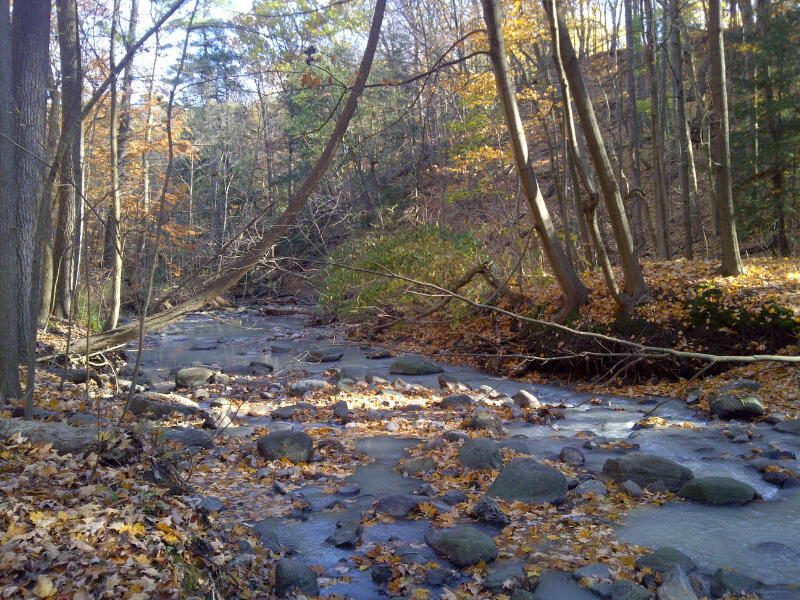 fall in toronto.jpg