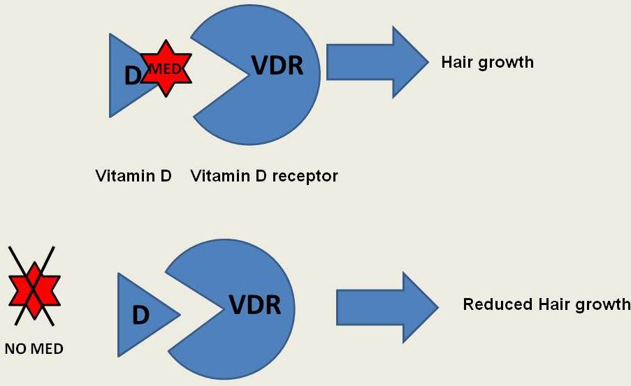 More Pieces to the Vitamin D Puzzle — Donovan Hair Clinic