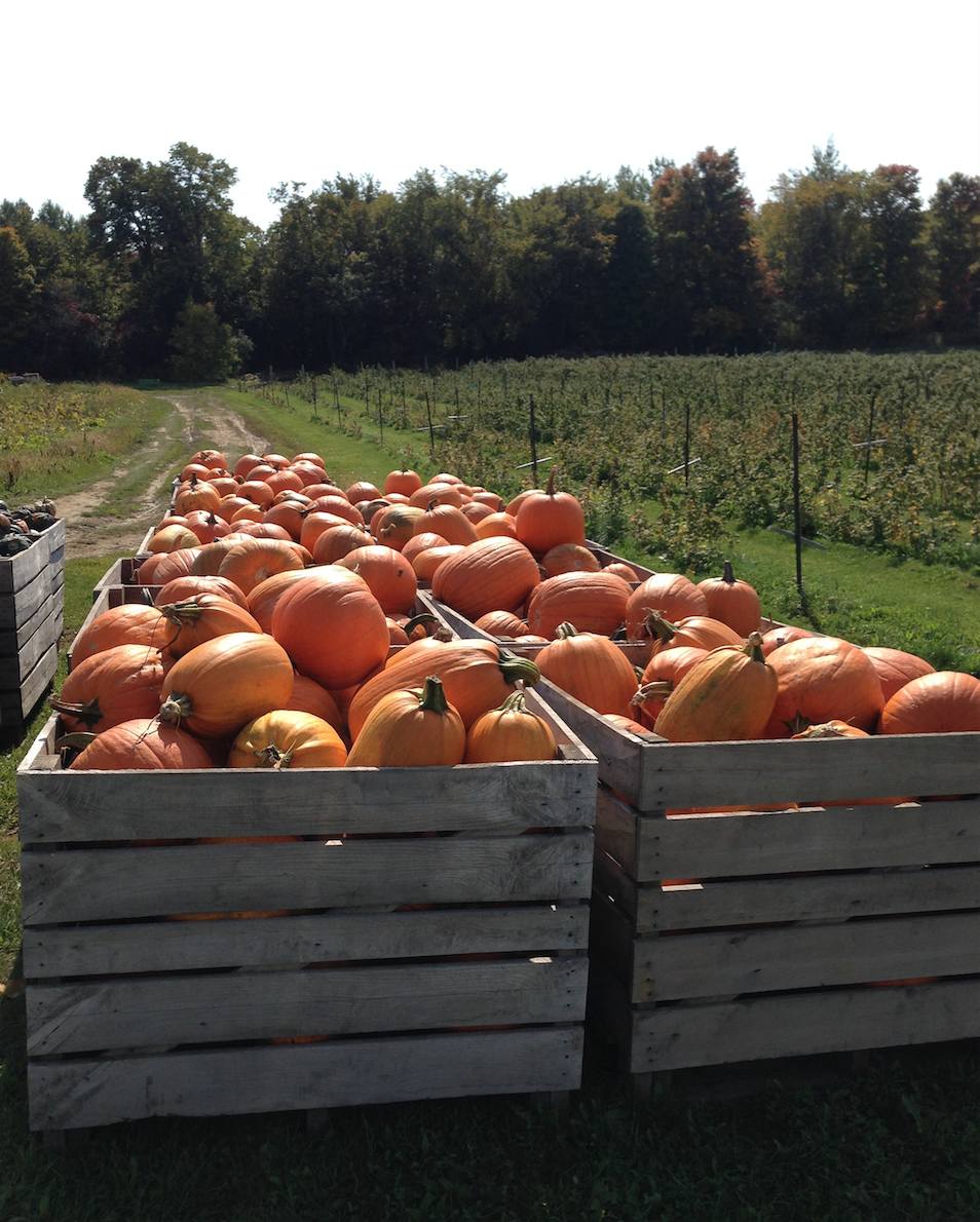 Reflections on pumpkin seed oil for hair loss during my recent visit to the pumpkin patch