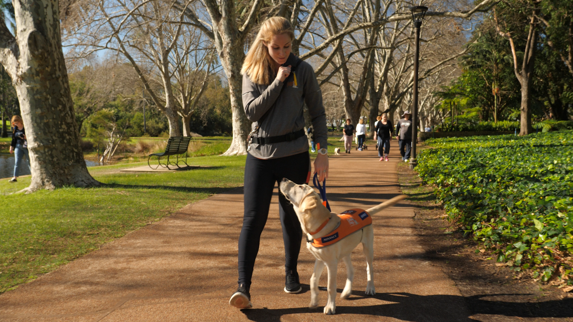 Guide Dogs WA - Guide Dog Update v4 (16x9).00_00_09_21.Still001.png