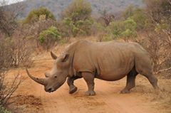 Jenna Clifford sponsors the Stop Rhino Poaching Campaign