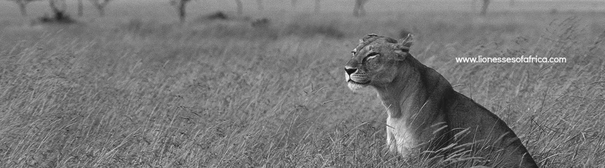 LoA Community Profile Banner.jpg