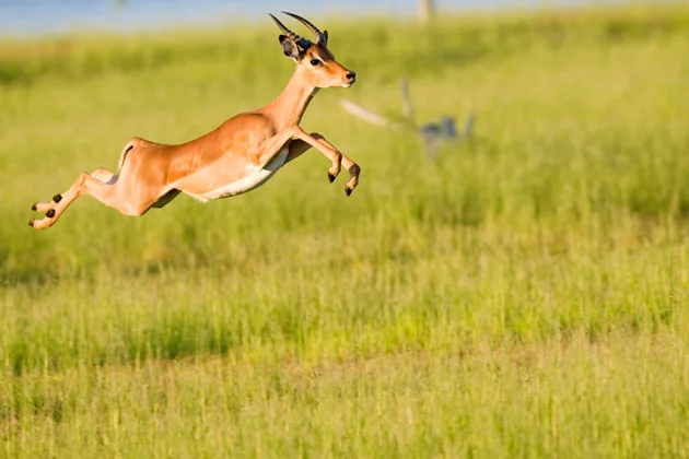 Why Africa’s women ‘gazelle’ entrepreneurs could drive the continent’s future innovation and growth, if current barriers to entry are removed