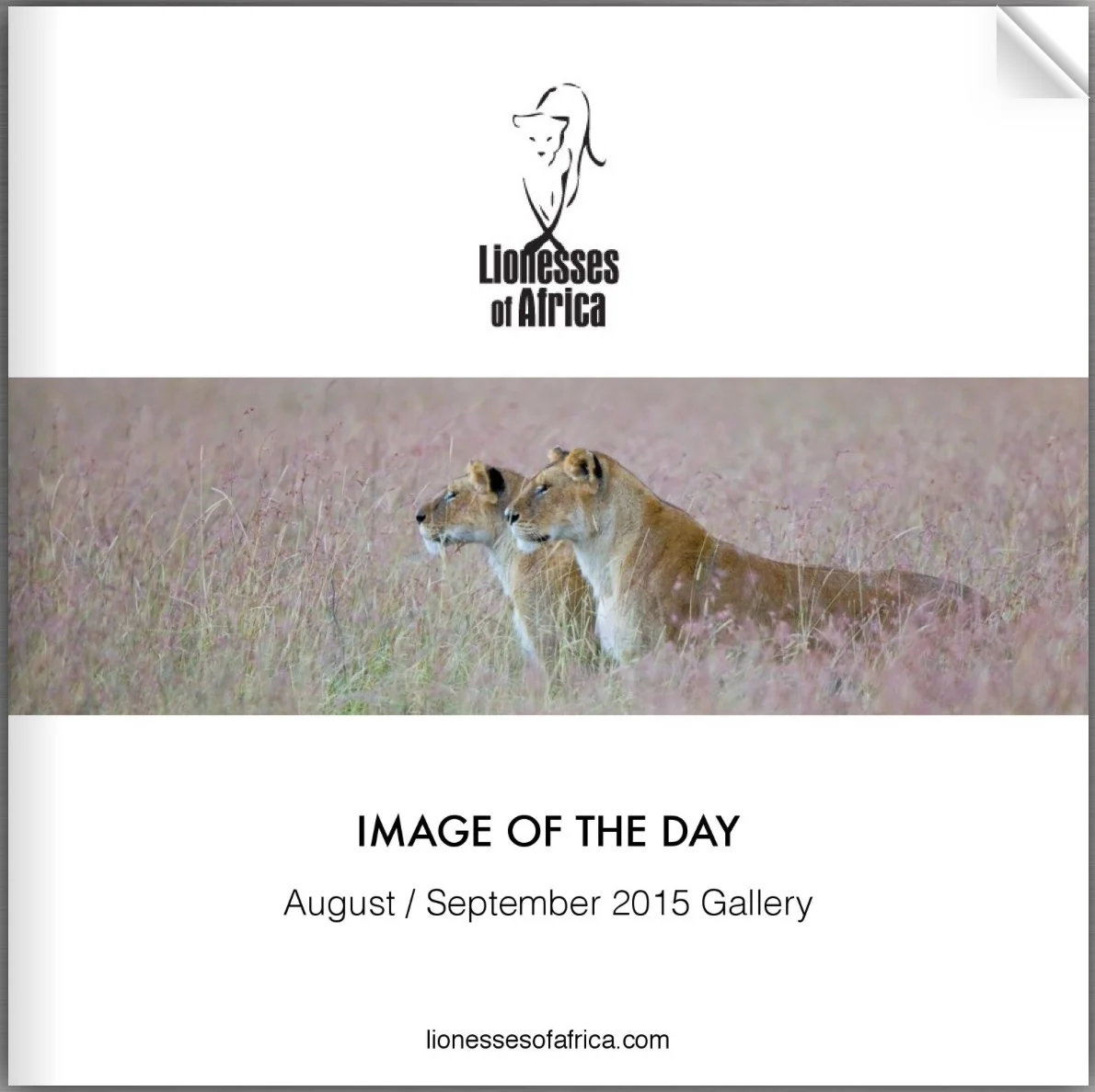 New e-book celebrates Lionesses of Africa through the power of images