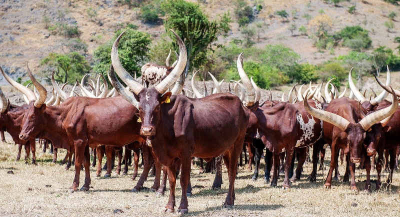 ankole-long-horned-cows.jpg