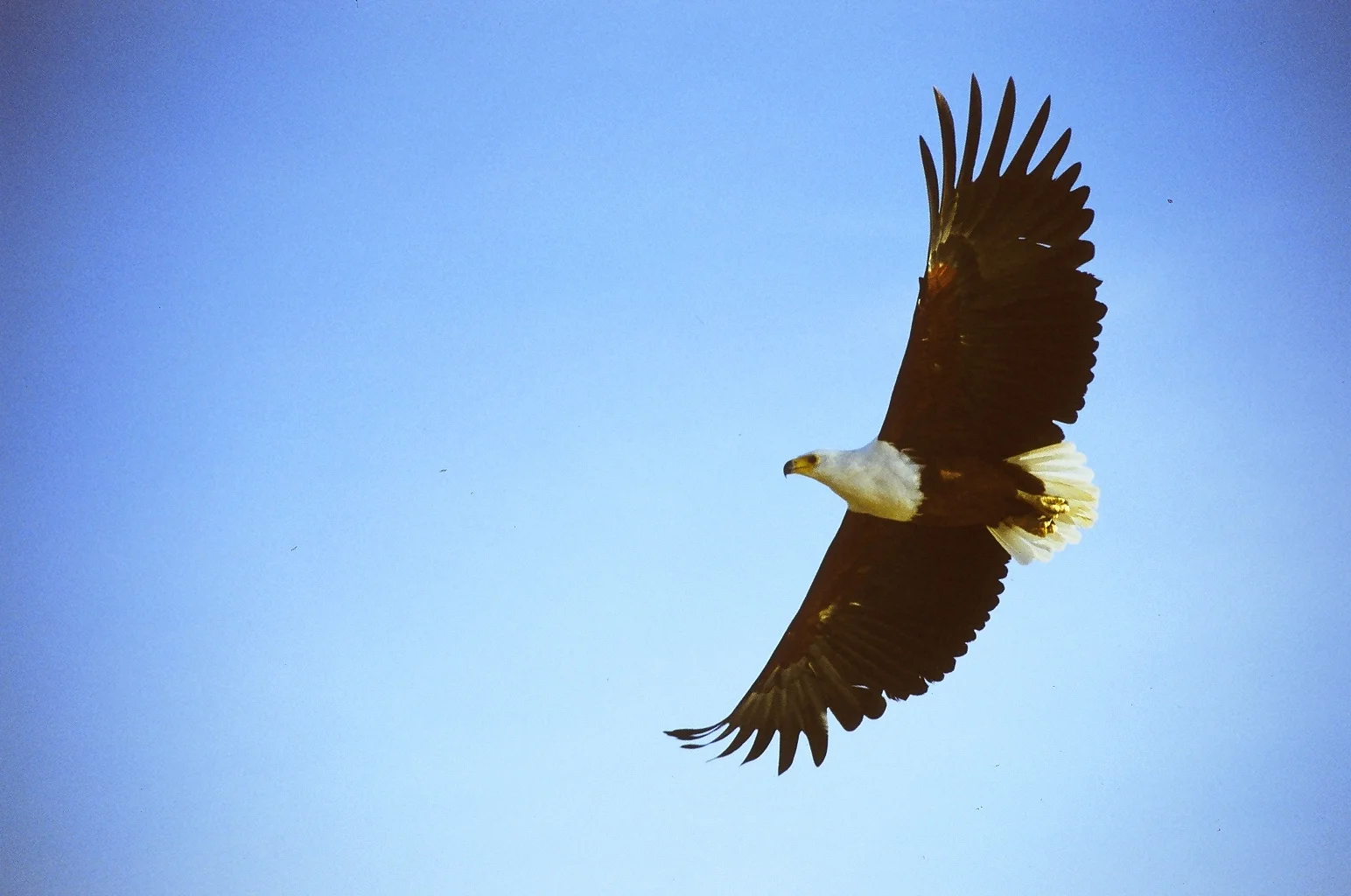 The Eaglepreneur: How to differentiate yourself