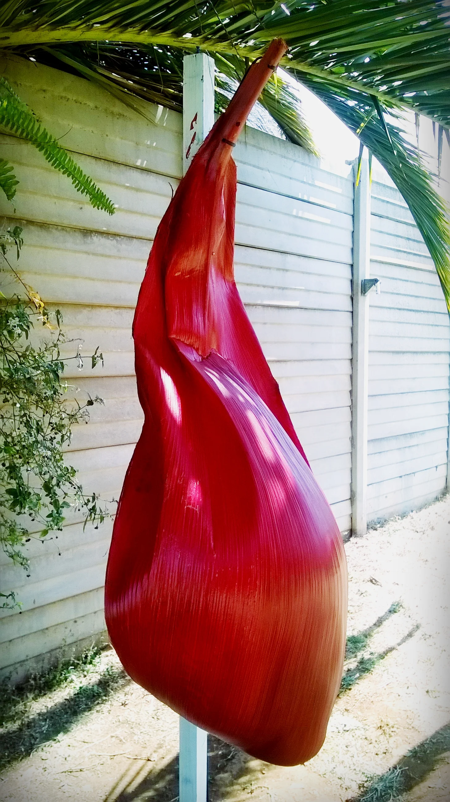 Palm frond light.jpg