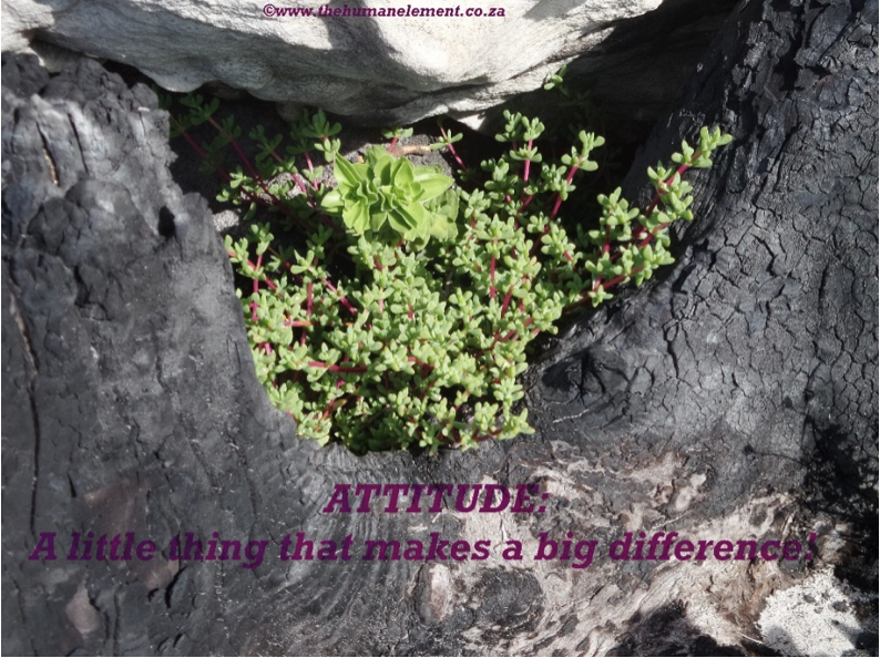 Attitude is a little thing that makes a big difference