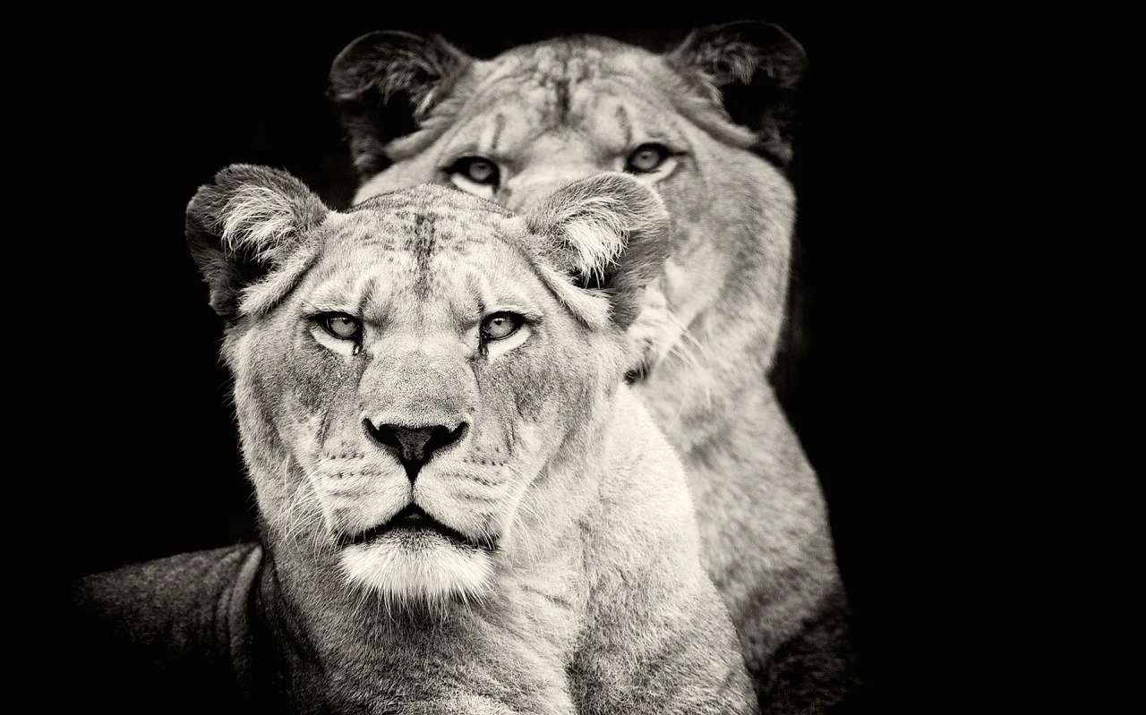 lioness-greyscale-1280x800 copy 2.jpg