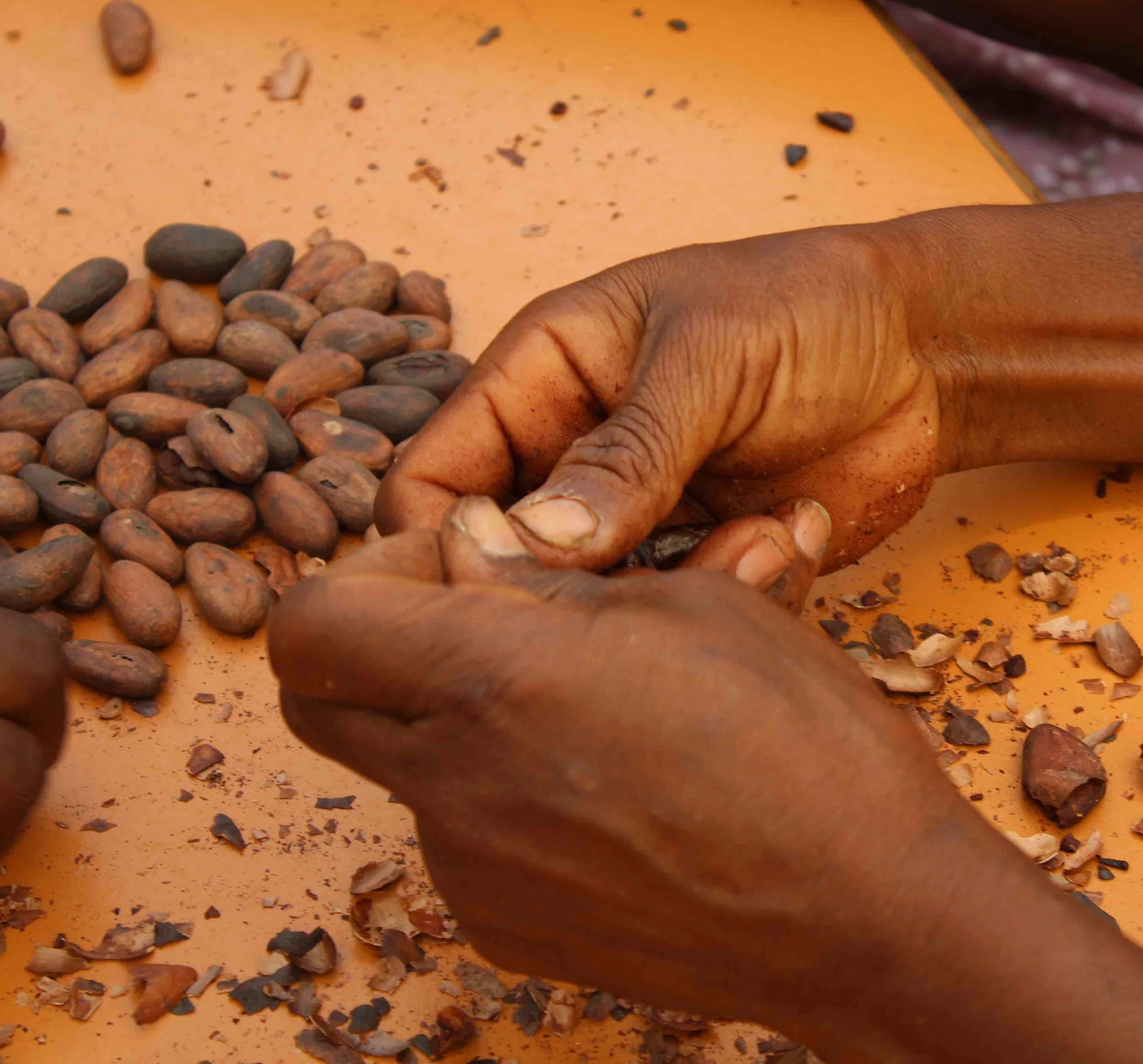 chocotogo.Selection à la main des feves.jpg