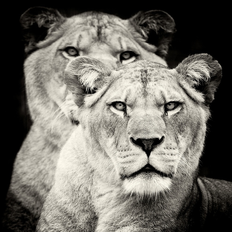 lioness-greyscale-1280x800.jpg