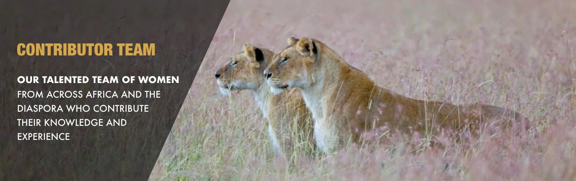 Lionesses-of-Africa-Contributor-Team.jpg
