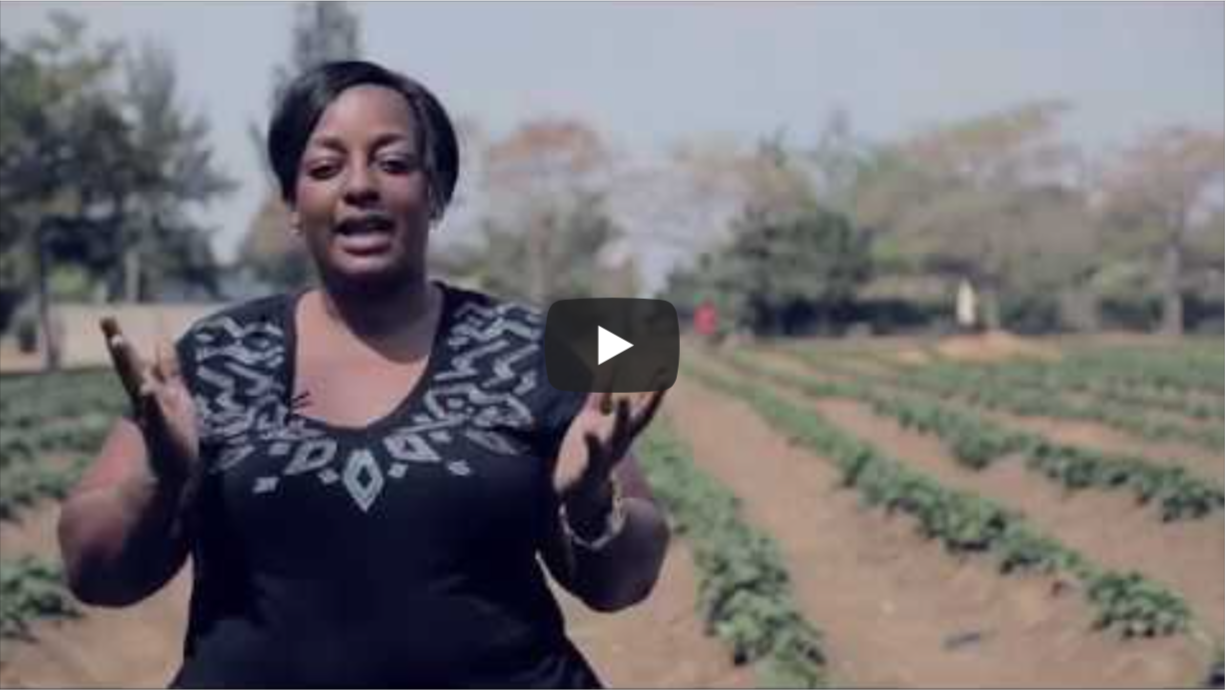 Bupe Chipili Mulapesi, a Zambian strawberry farmer and processor