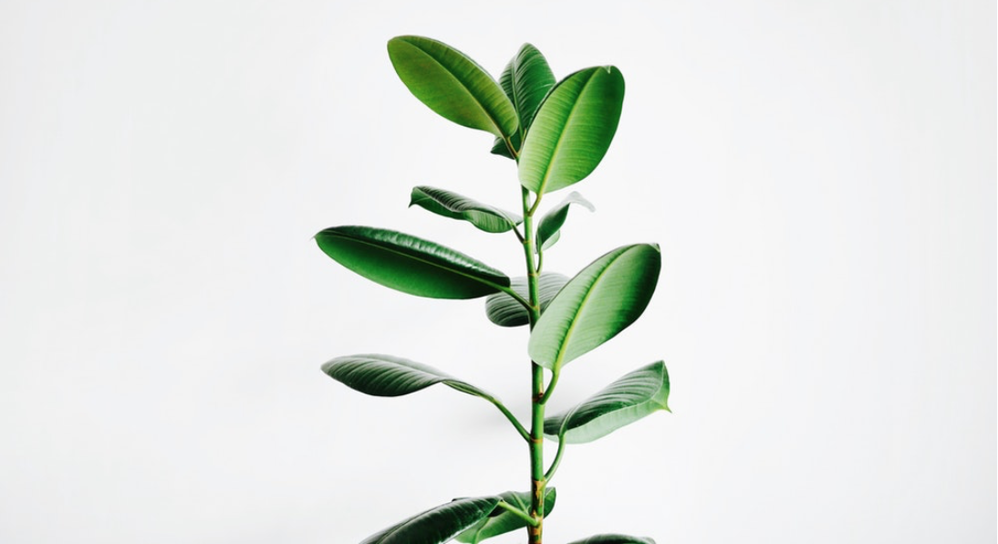 Going green is important