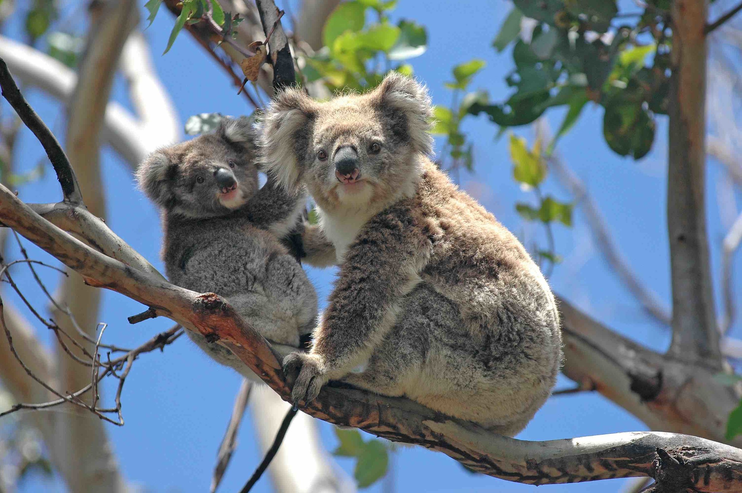 Aurora Migration Consulting Two koalas.jpg