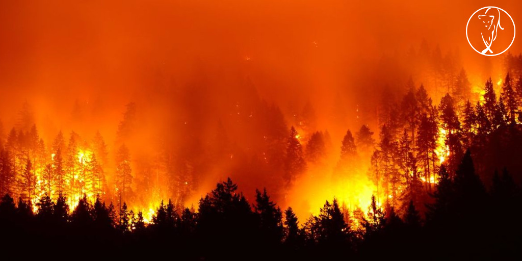 What to do when your jungle starts to burn?&nbsp;