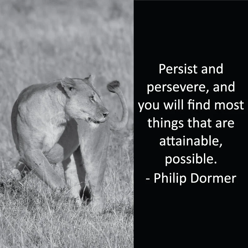 Lioness 2.jpg