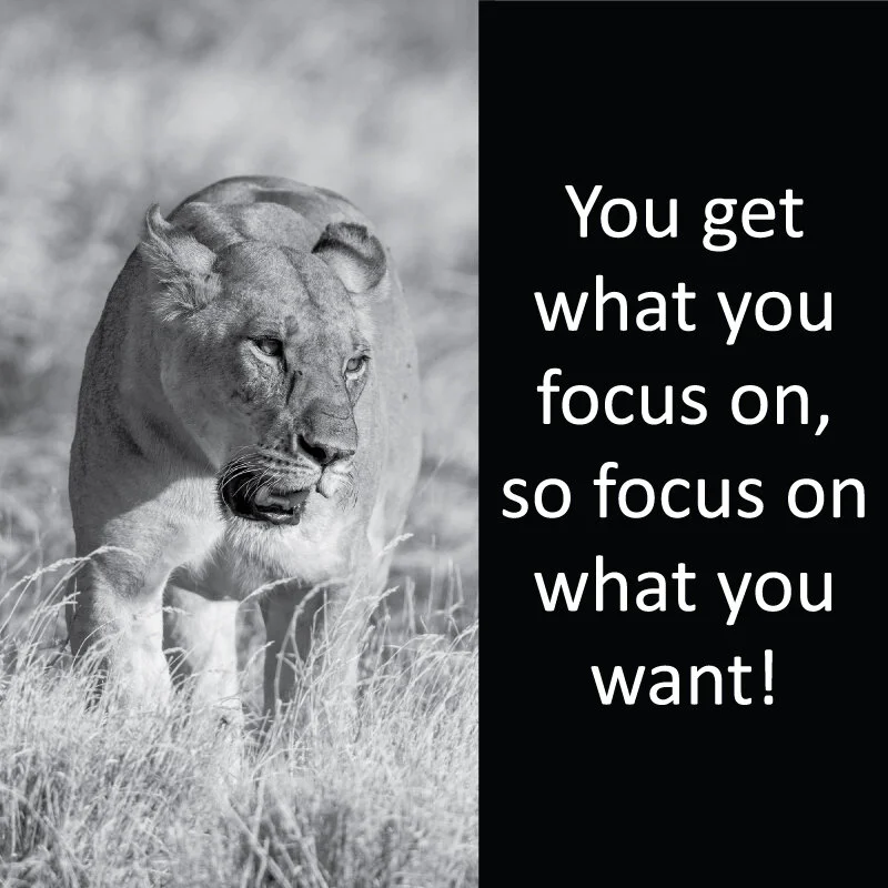 Lioness 3.jpg