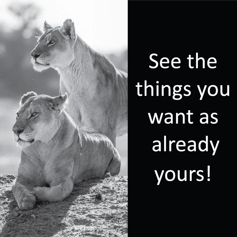 Lioness 4.jpg