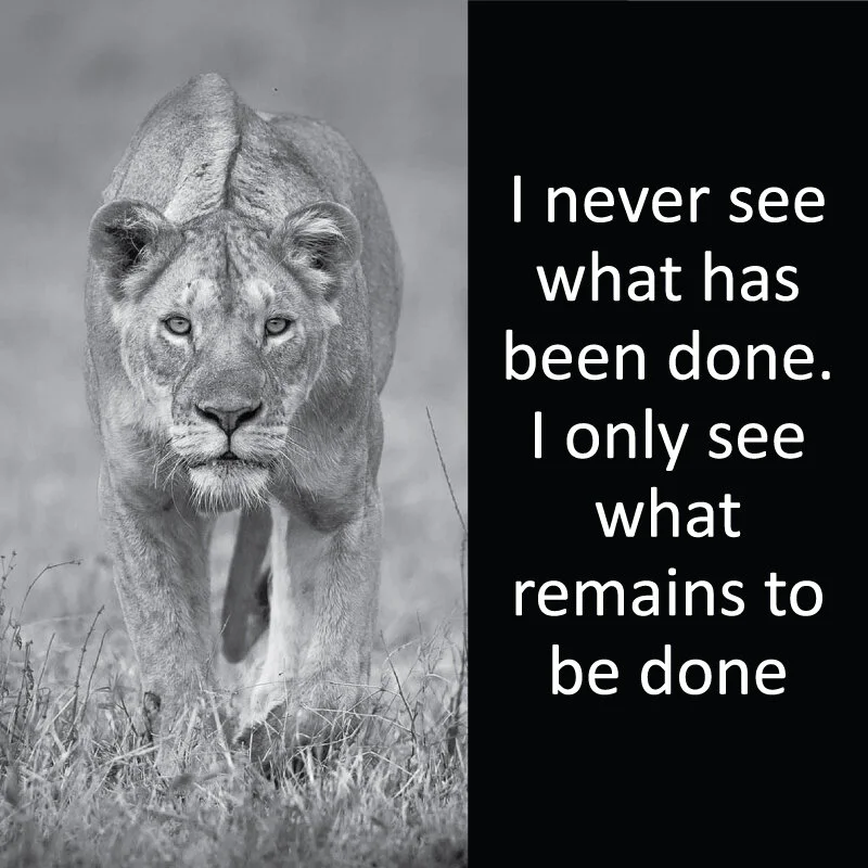Lioness 7.jpg