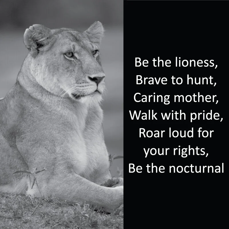 Lioness 8.jpg