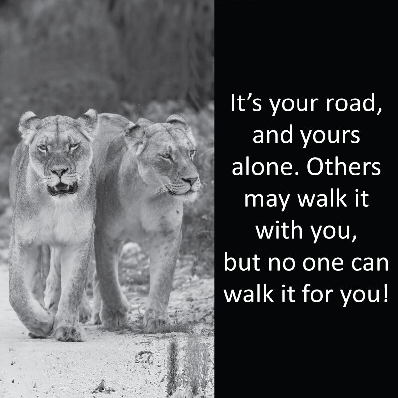 Lioness 11.jpg