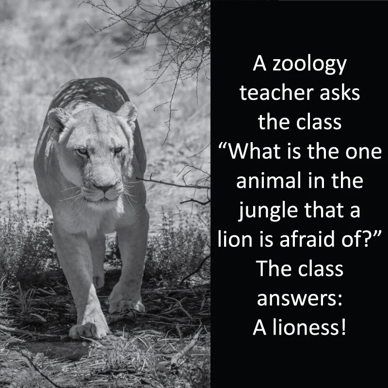 lioness 14.jpg