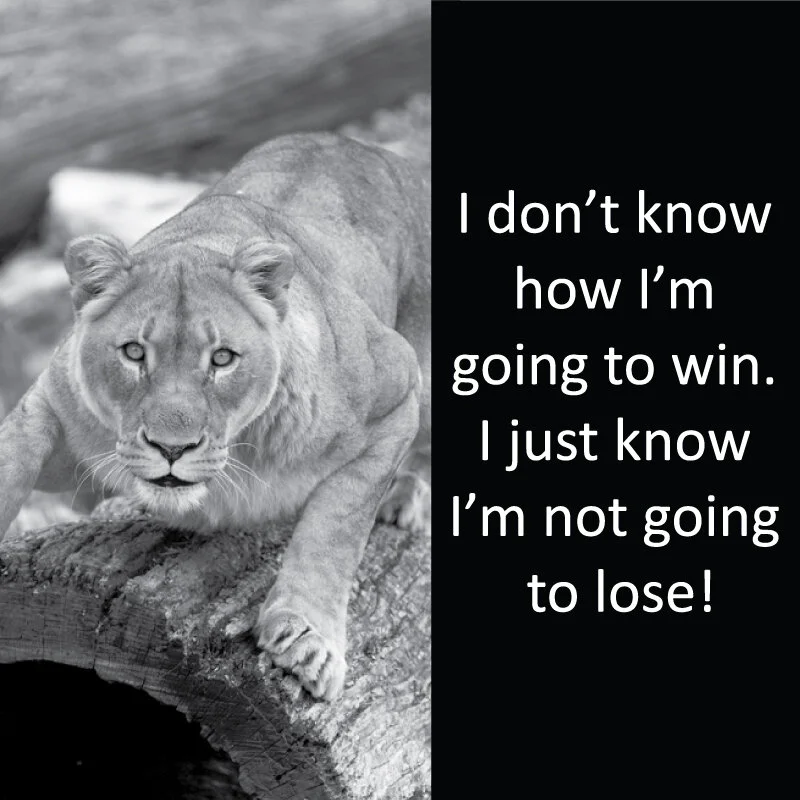 lioness 15.jpg