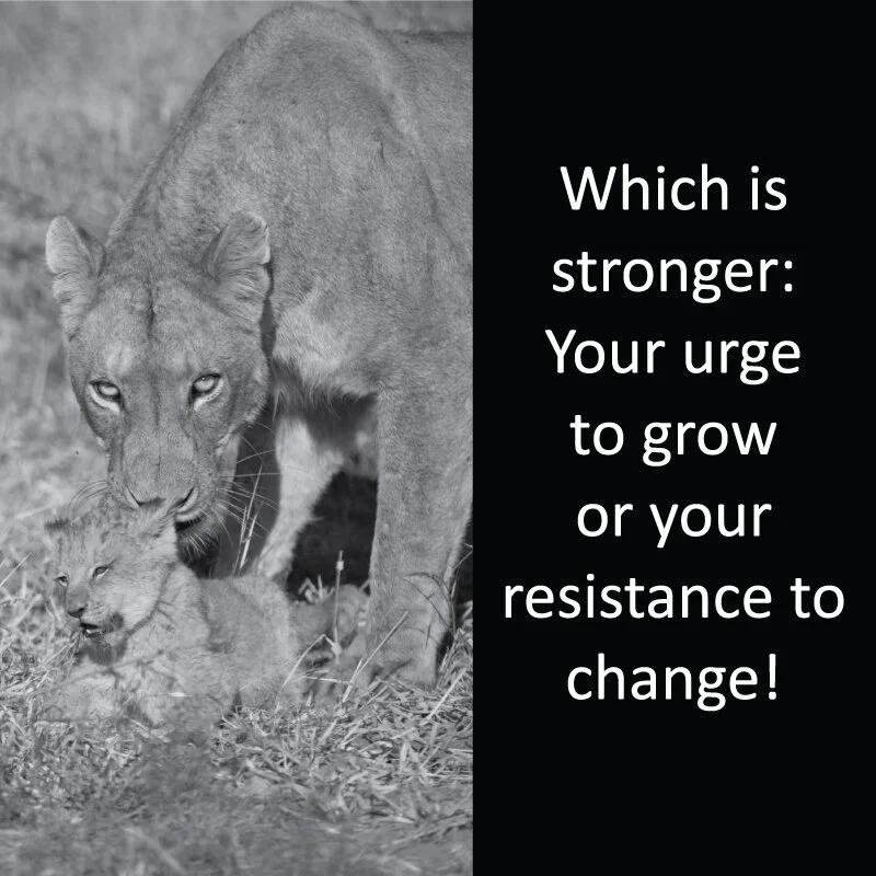 Lioness 17.jpg