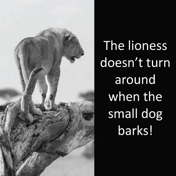 Lioness 23.jpg